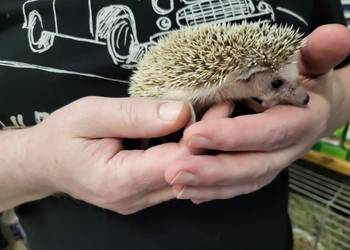 Jeż Pigmejski Afrykański Samica - Sklep Zoologiczny