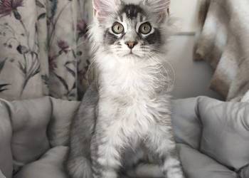 Kocurek Maine coon Amon