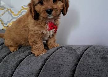 Cavapoo uroczy chłopczyk