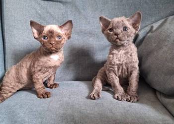 Czekoladowy kocurek devon rex