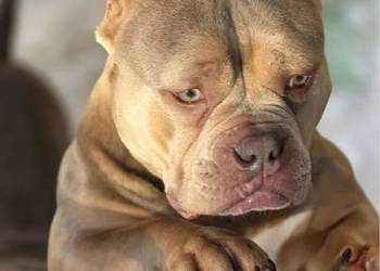 Szczeniaki American Bully Pocket