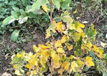 Porzeczka czerwona 7zł za sztuke