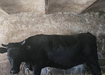 Krowa jałówka cielna