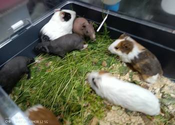 kawia skin - łysa świnka morska