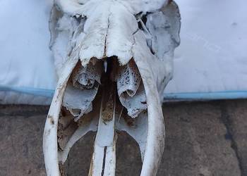 Wieniec jelenia 14stak