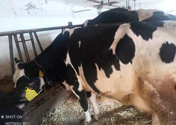 Sprzedam krowy i jałówki hodowlane