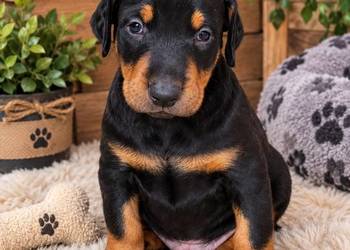 Szczeniak rasy Doberman