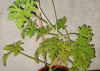 Geranium,anginka cytrynowa, roślina rosnąca, duża wysokość 48cm