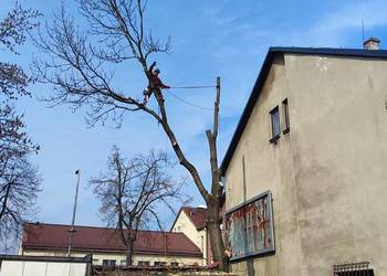 Wycinka drzew | Frezowanie usuwanie pni | Rębak | Mulczer leśny, c