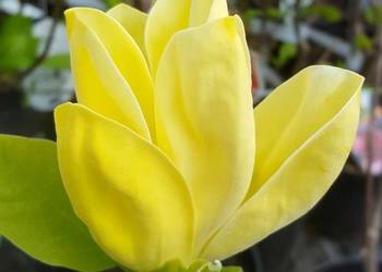 Magnolia żółta różowa największy wybór WYSYŁKA, cała Polska