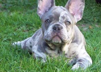 Buldog Francuski Lilac Merle