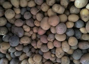 Ziemniaki odpadowe, paszowe