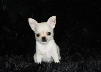 XS Chihuahua Prawdziwy rodowód ZKwP FCI!