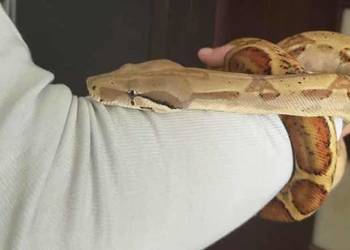 Wąż Boa Constrictor Imperator