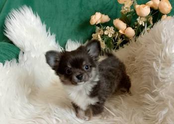Chihuahua chłopiec długowłosy