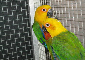 Konury Ognsitobrzuche jendaya   25 r.