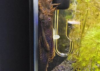 Glonojad Zbrojnik samce 15cm