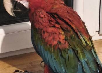 Ara Chloroptera samiec RK