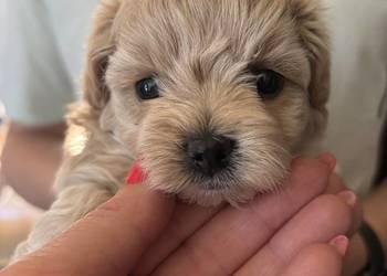 Maltipoo sunia z rodowodem