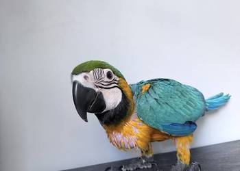 Ara ararauna Pisklaki ręcznie karmione