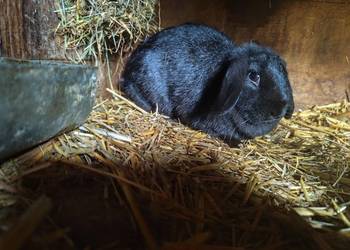 Czarny królik baranek – samica