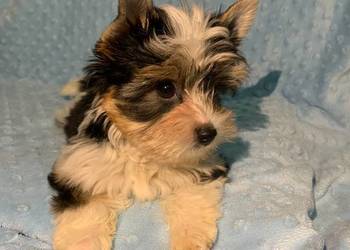 York biewer piękny samiec