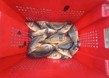 Karp kroczek 30-50dag , karpie hurt detal ta sama cena