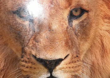 Bliżej biologii 1 podręczniki kolekcjonerskie książki