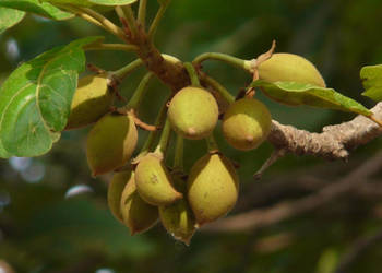MADHUCA LONGIFOLIA Madhuca longifolia  - NASIONA 100g