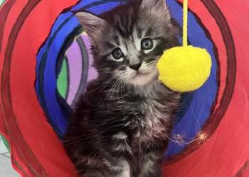Kotki Maine coon