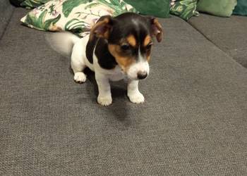 Jack Russell Terrier