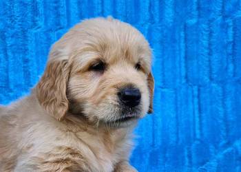 Golden Retriever - złoty szczeniak