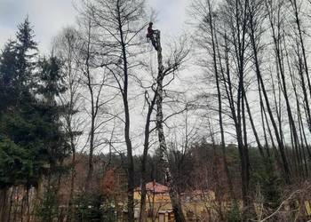 Wycinka drzew trudnych, przycinanie drzew