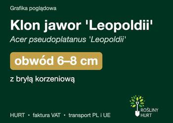 Klon jawor 'Leopoldii' obwód 6-8 cm, z bryłą – HURT