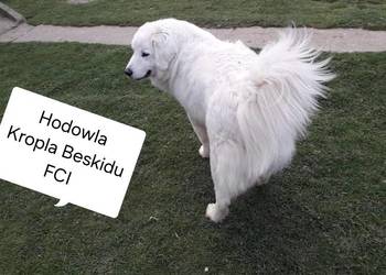 Szczeniaki Polski Owczarek Podhalański