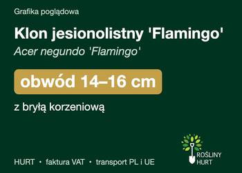 Klon jesionolistny 'Flamingo' obwód 14-16 cm, z bryłą – HURT