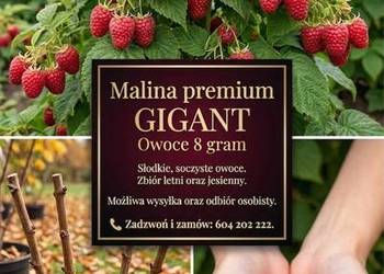 Malina Gigant największa odmiana 8 gram owoc
