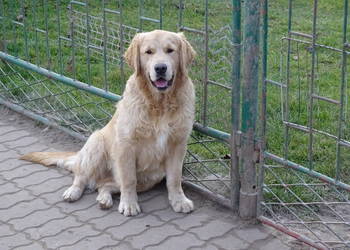 Golden retriever 7 miesięczne