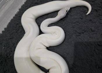 Pyton królewski samiec