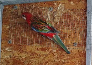 Rozella Białolica - samiec 2025 r