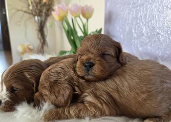 Śliczna sunia Cavapoo