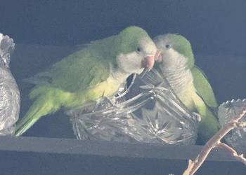 Mnichy Nizinne do woliery