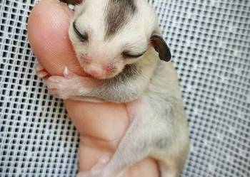 Lotopałanki, lotopałanka, sugar glider SAMICZKi