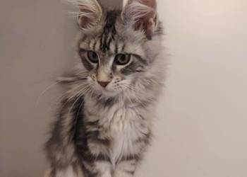 Rozmruczana kotka Maine Coon rodowód FPL