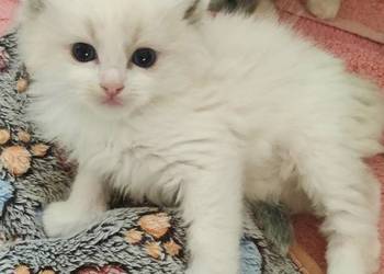 Kocurek Ragdoll