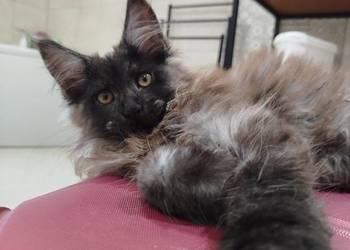 Maine Coon - kotka Nera