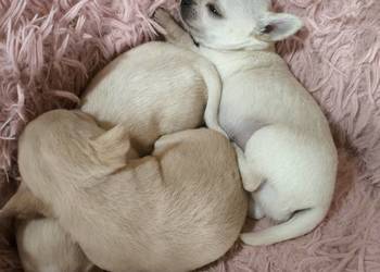 SUCZKA po Championach, rodowód FCI, okolice W-wy