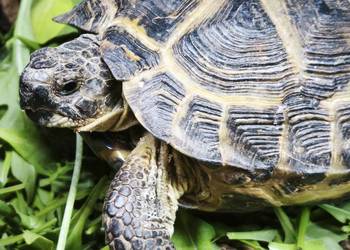Żółw stepowy (Testudo horsfieldii) – zdrowy, z dokumentami – gotowy do reje