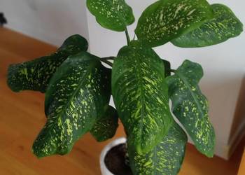 Kwiatek zielony Difenbachia