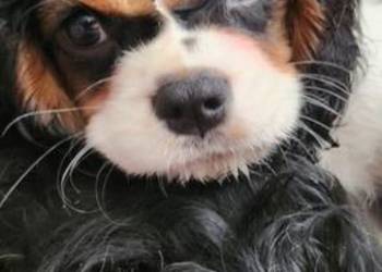 Cavalier king charls spaniel